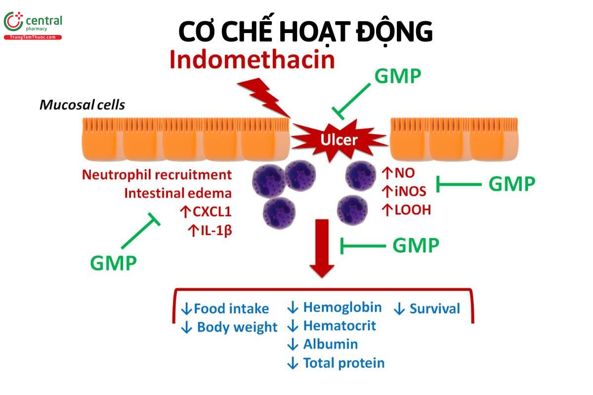 Cơ chế của indomethacin