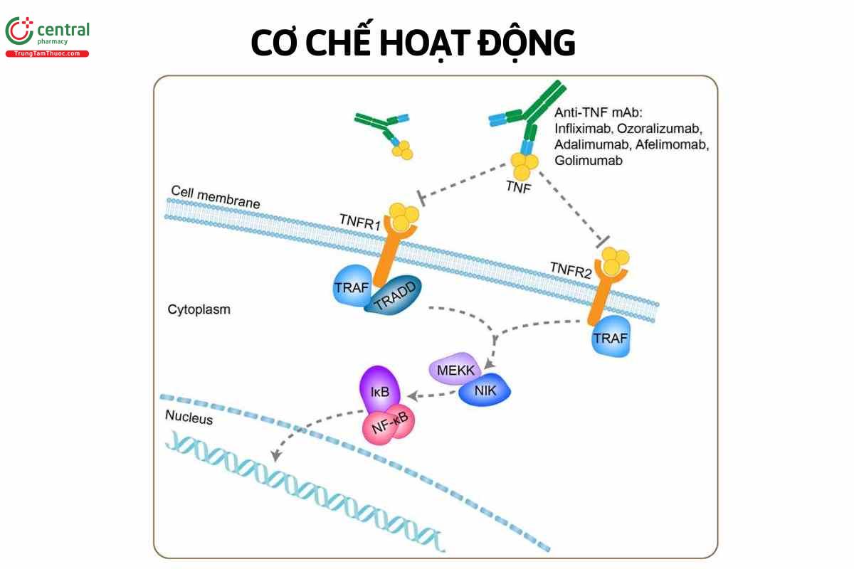 Cơ chế của Infliximab