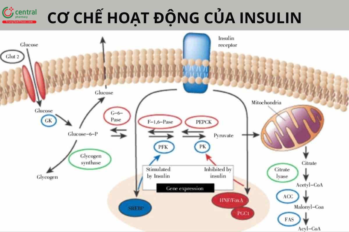 Cơ chế của Insulin