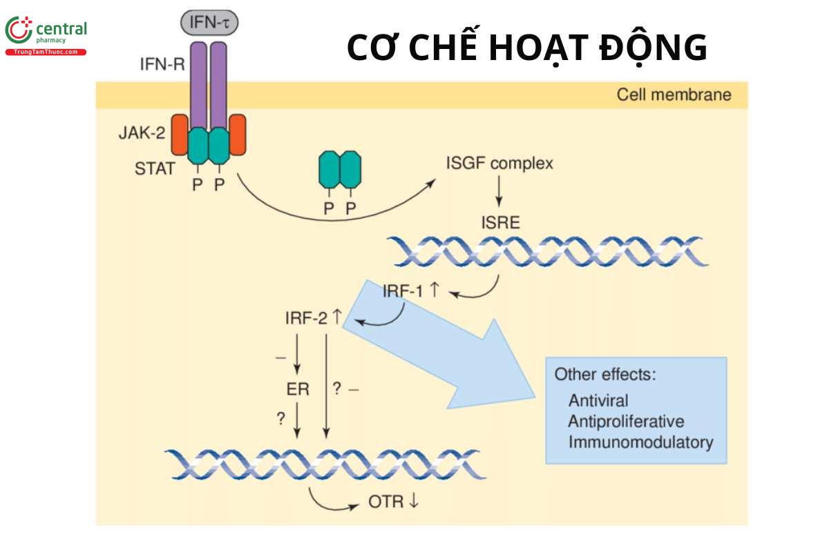 Cơ chế hoạt động của Interferon Alfa