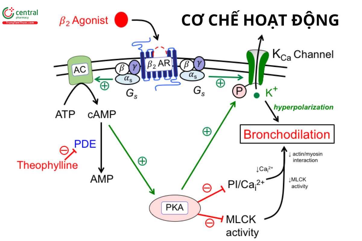 Cơ chế hoạt động của Ipratropium