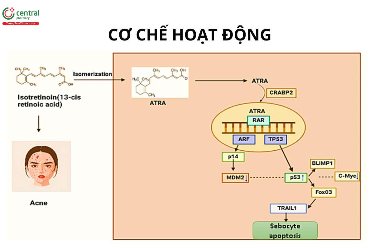 Cơ chế của Isotretinoin