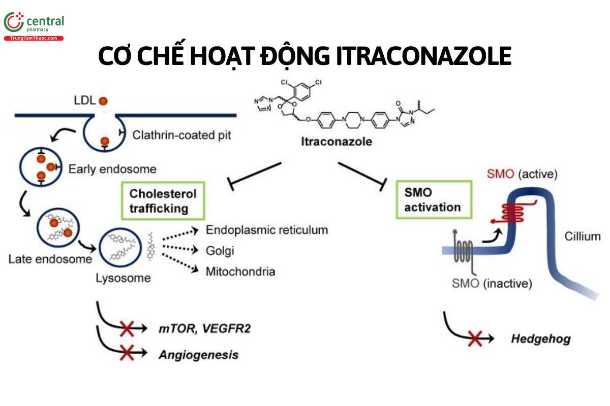 Cơ chế hoạt động của Itraconazole