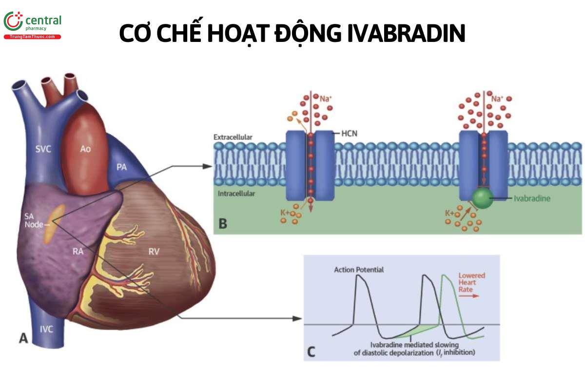 Cơ chế hoạt động của Ivabradine