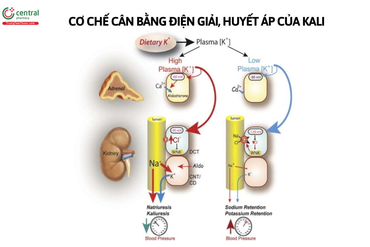 Cơ chế hoạt động của Potassium Chloride