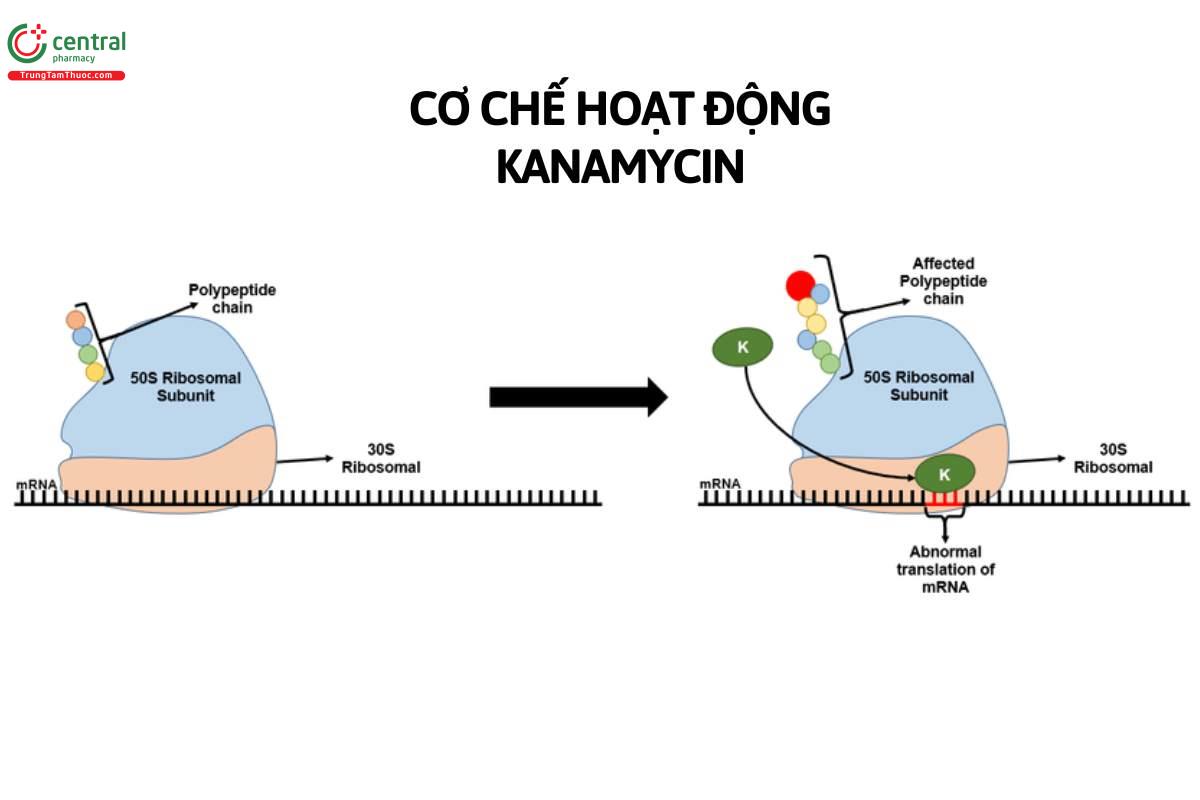 Cơ chế của Kanamycin