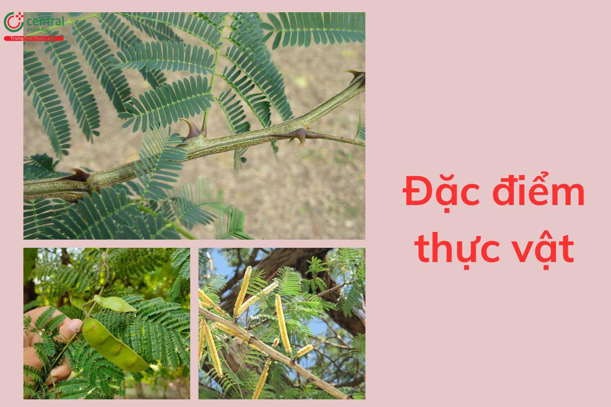 Đặc điểm thực vật