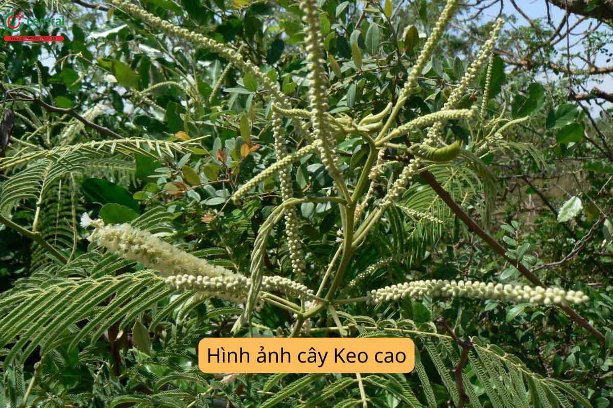Đặc điểm phân bố