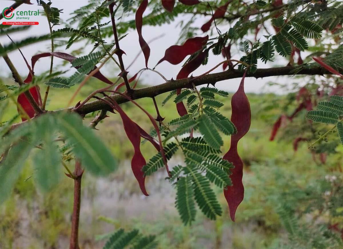 Thành phần hóa học