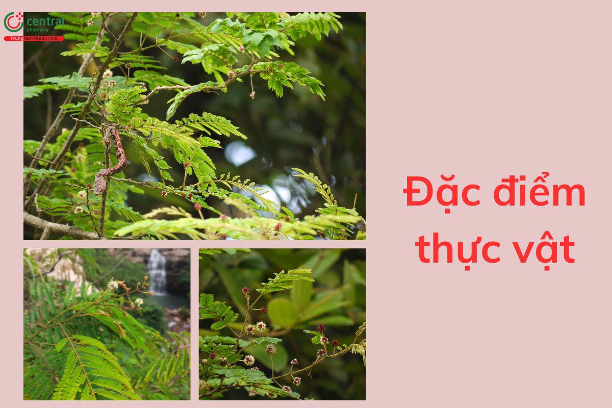 Đặc điểm thực vật