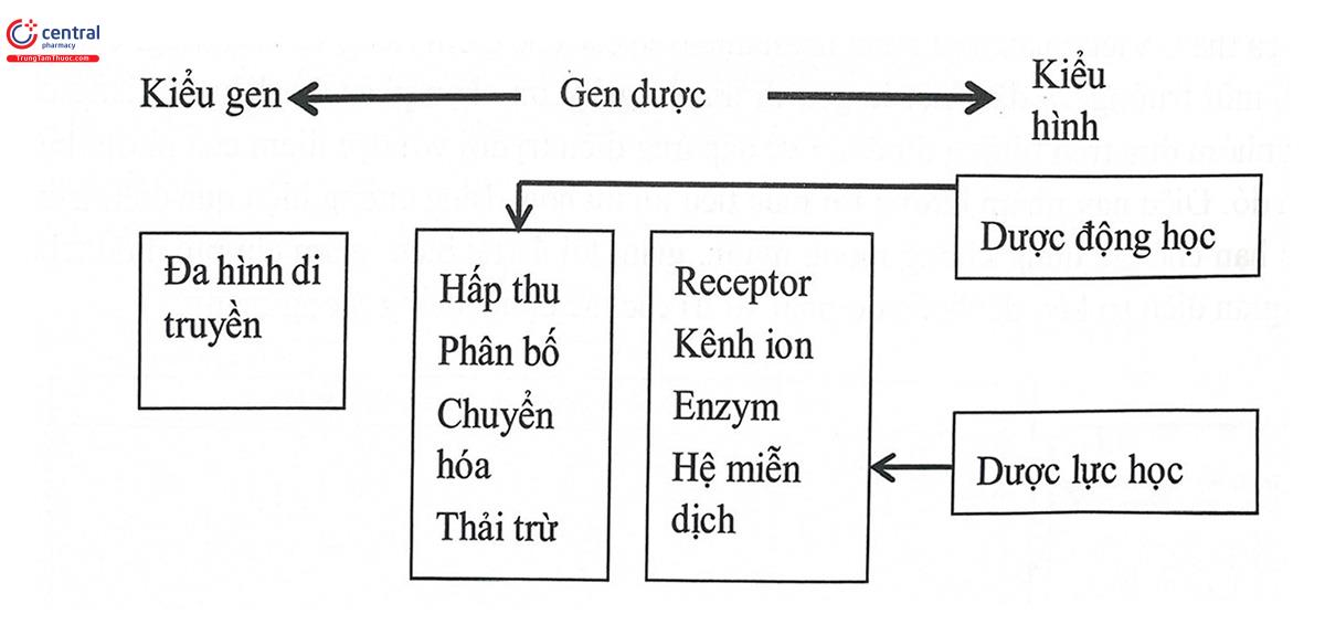 Hình 9.1. Vai trò kết nối giữa kiểu gen và kiểu hình của gen được