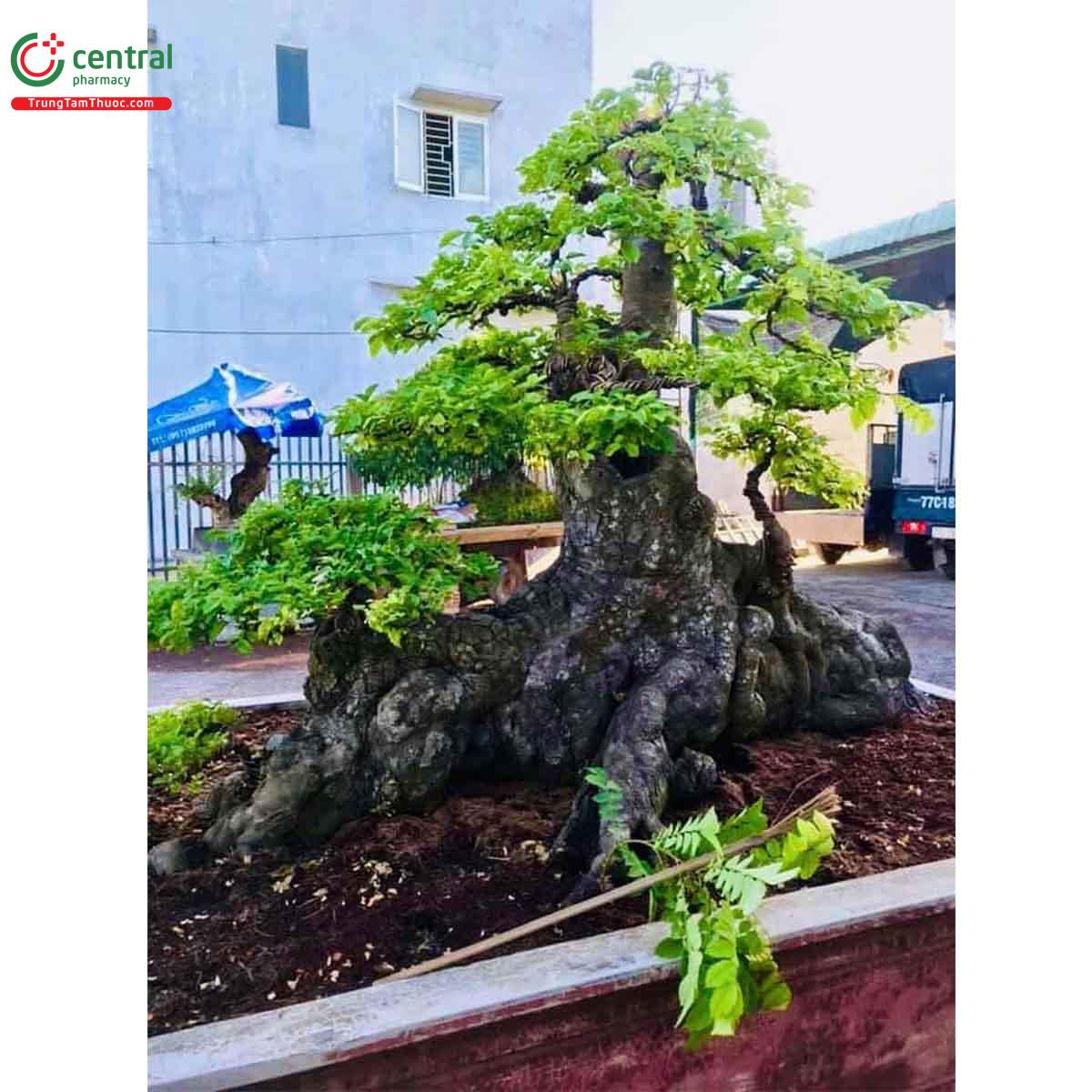 Hình ảnh cây khế bonsai dáng đẹp, độc đáo