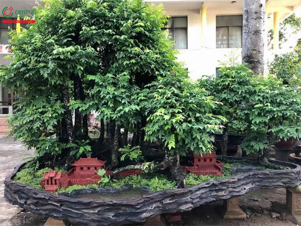 Hình ảnh cây khế bonsai dáng đẹp, độc đáo