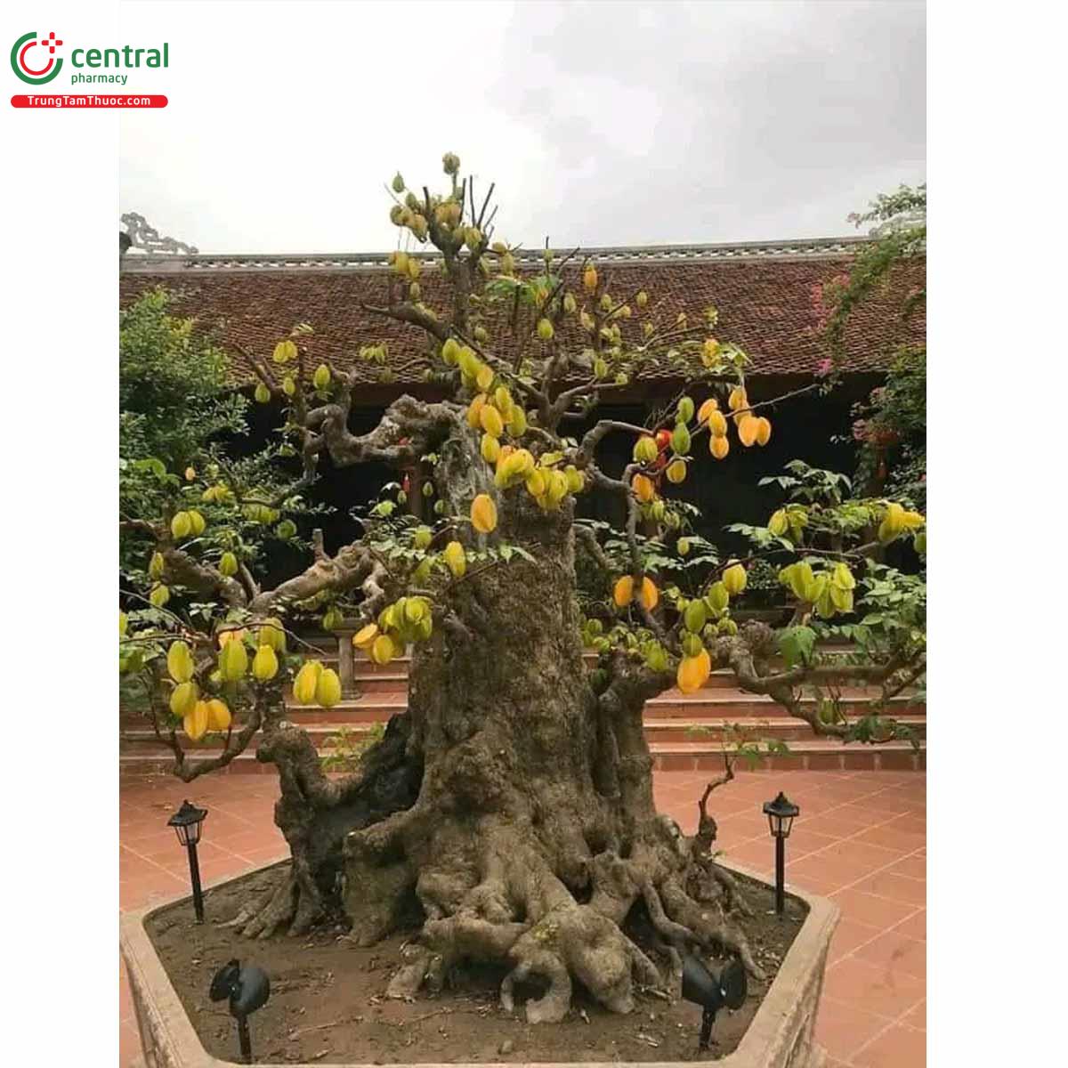 Hình ảnh cây khế bonsai dáng đẹp, độc đáo