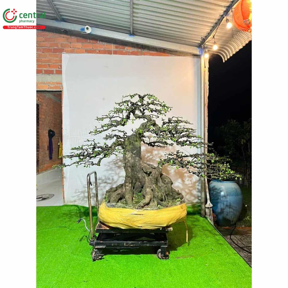 Hình ảnh cây khế bonsai dáng đẹp, độc đáo