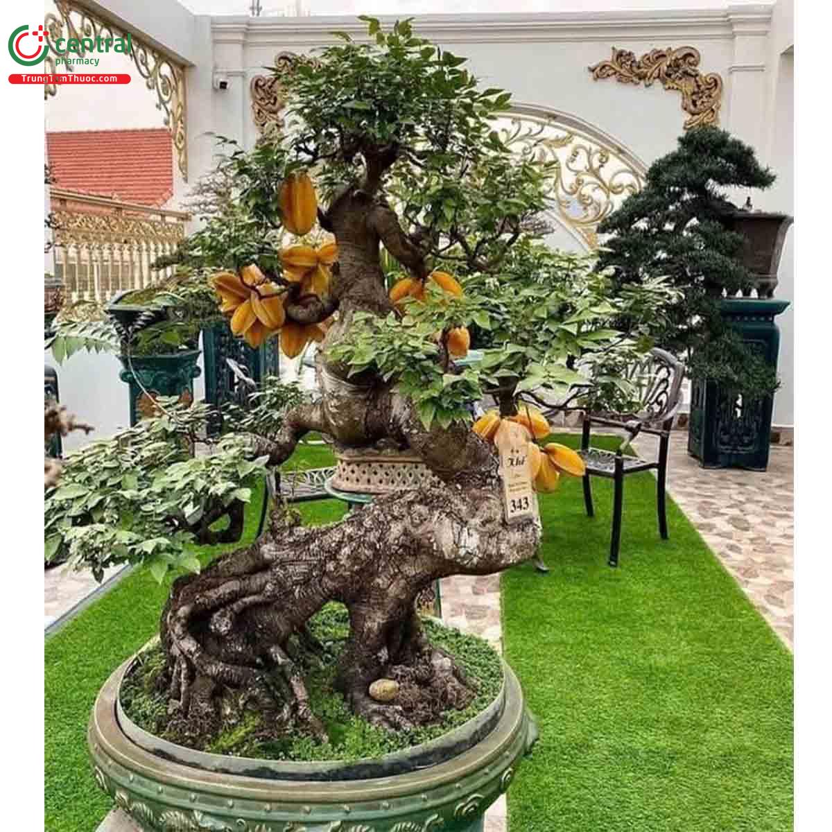 Cây Khế bonsai dáng đẹp