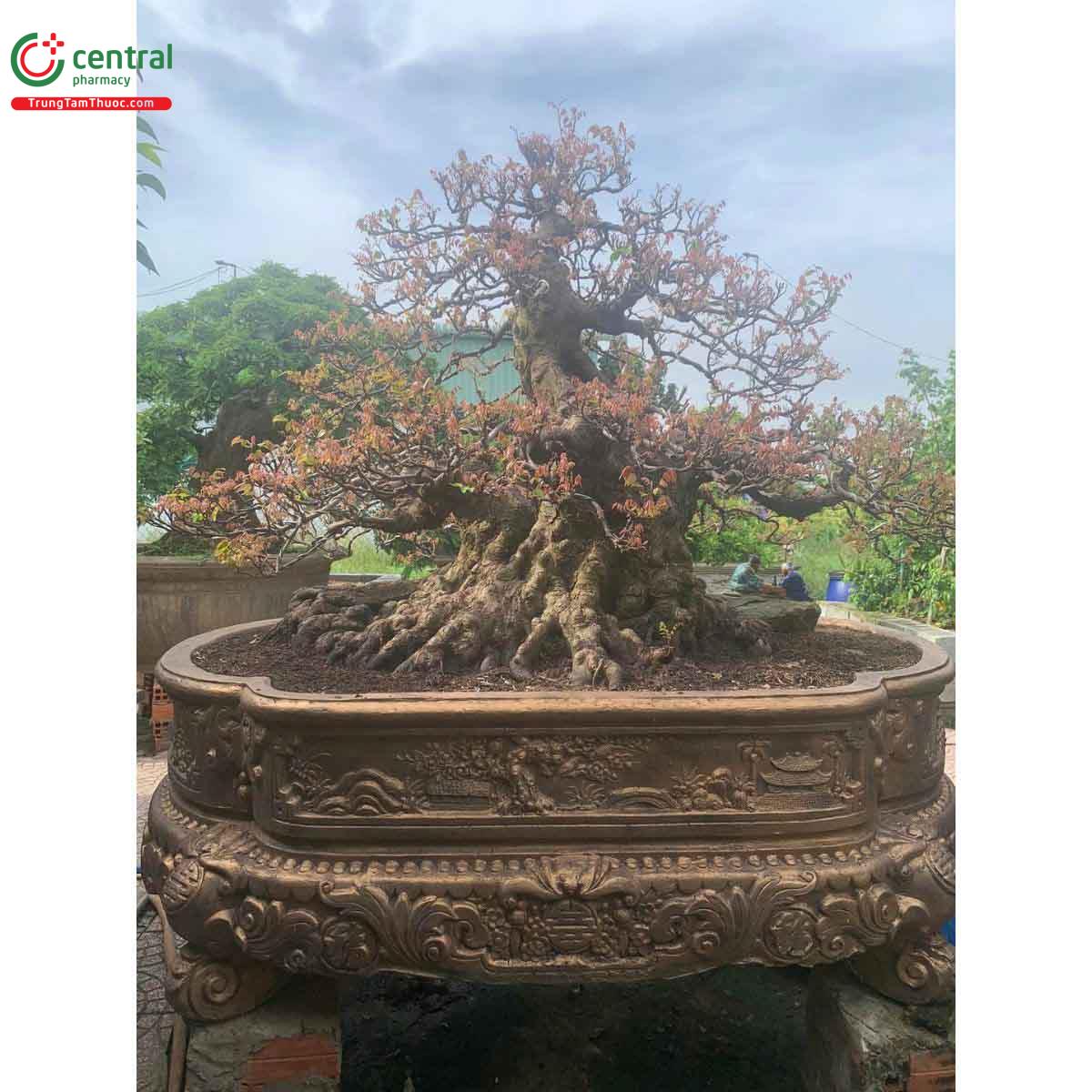 Hình ảnh cây khế bonsai dáng đẹp, độc đáo