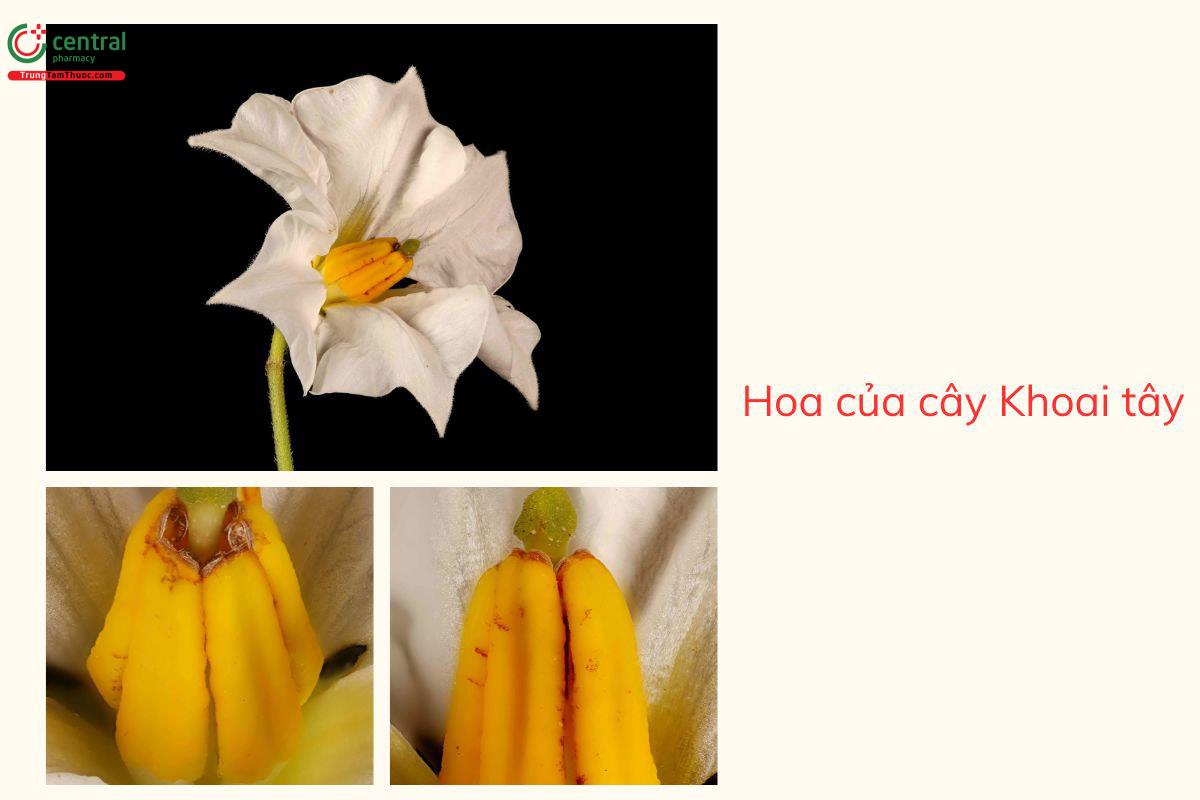 Hoa của cây Khoai tây