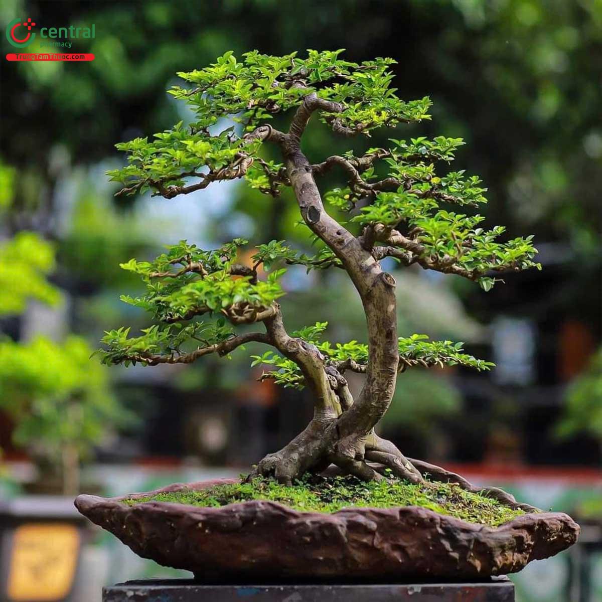 Hình ảnh của cây Kim quýt bonsai đẹp ở Việt Nam