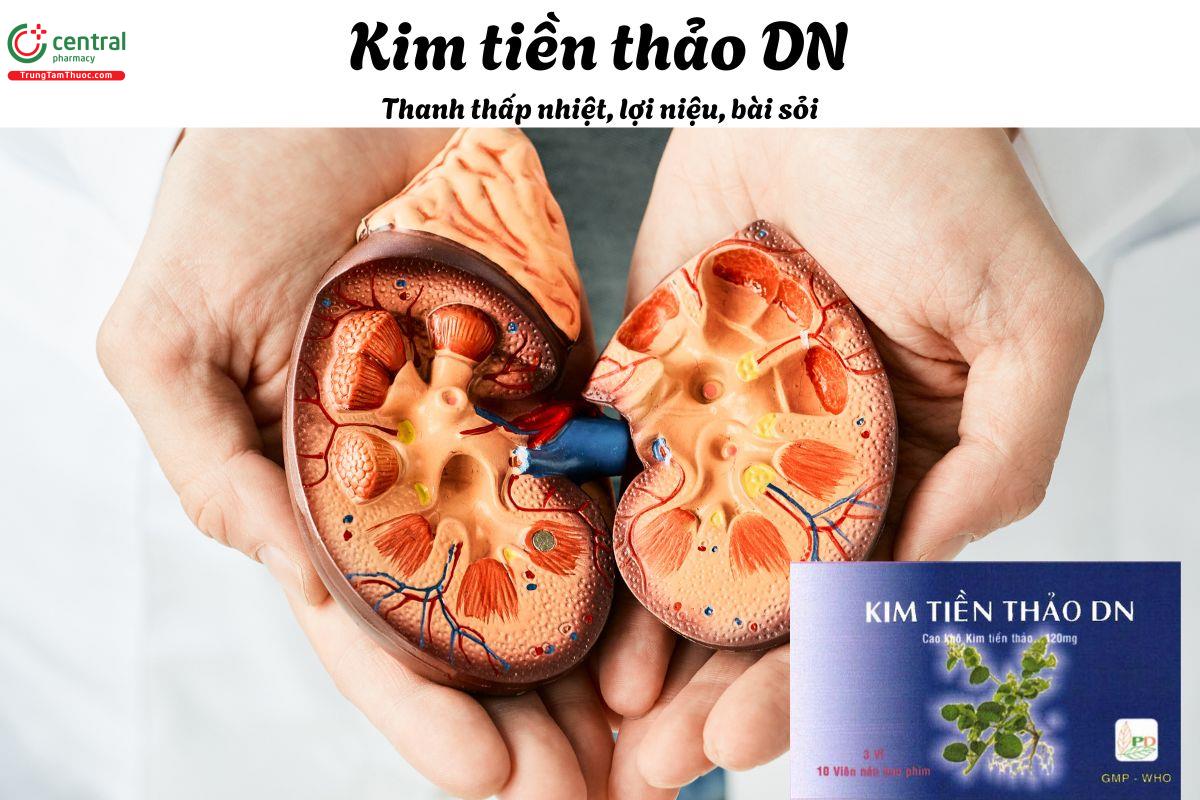 Thuốc Kim tiền thảo DN - Điều trị sỏi đường tiết niệu, sỏi thận, viêm bể thận