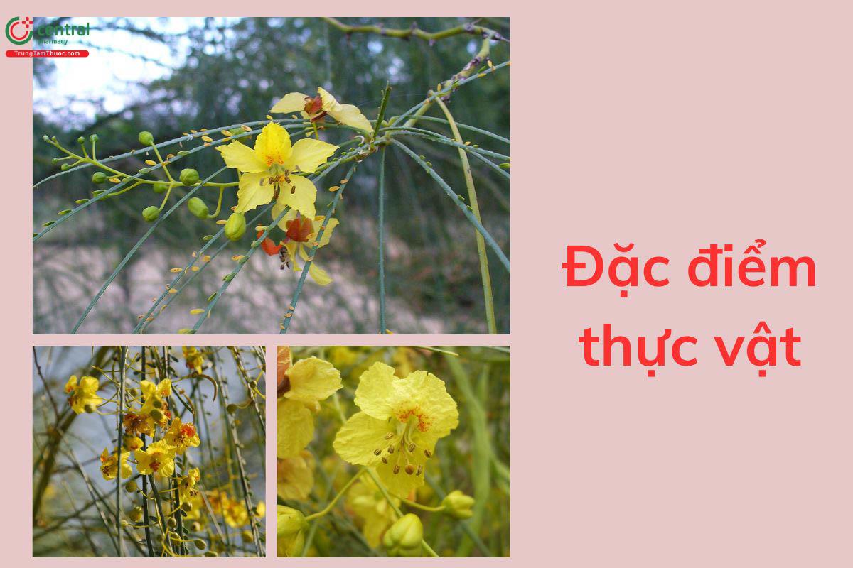 Đặc điểm thực vật