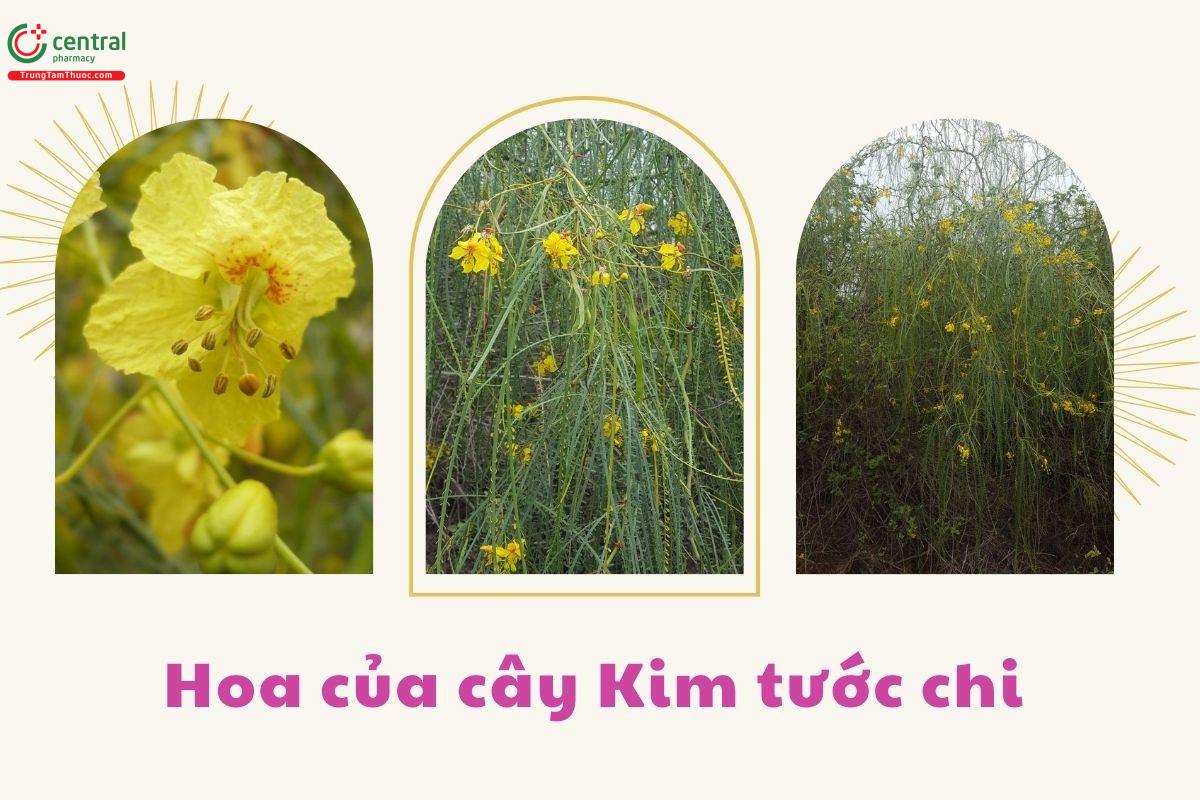 Đặc điểm phân bố