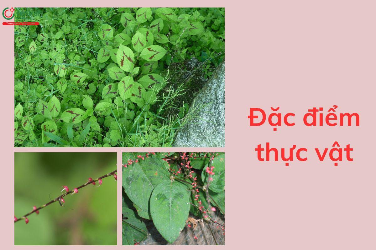 Đặc điểm thực vật