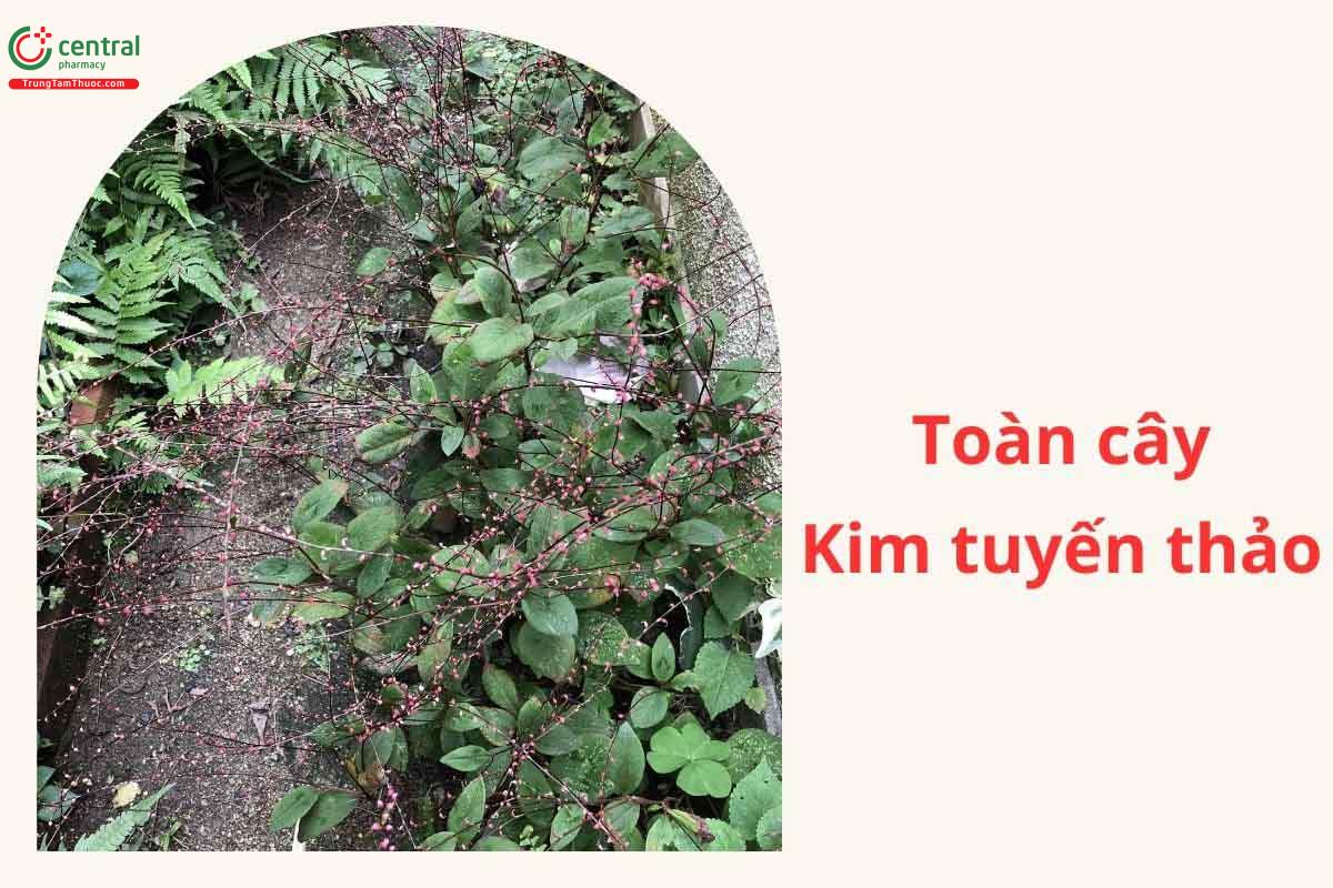 Thu hái và chế biến