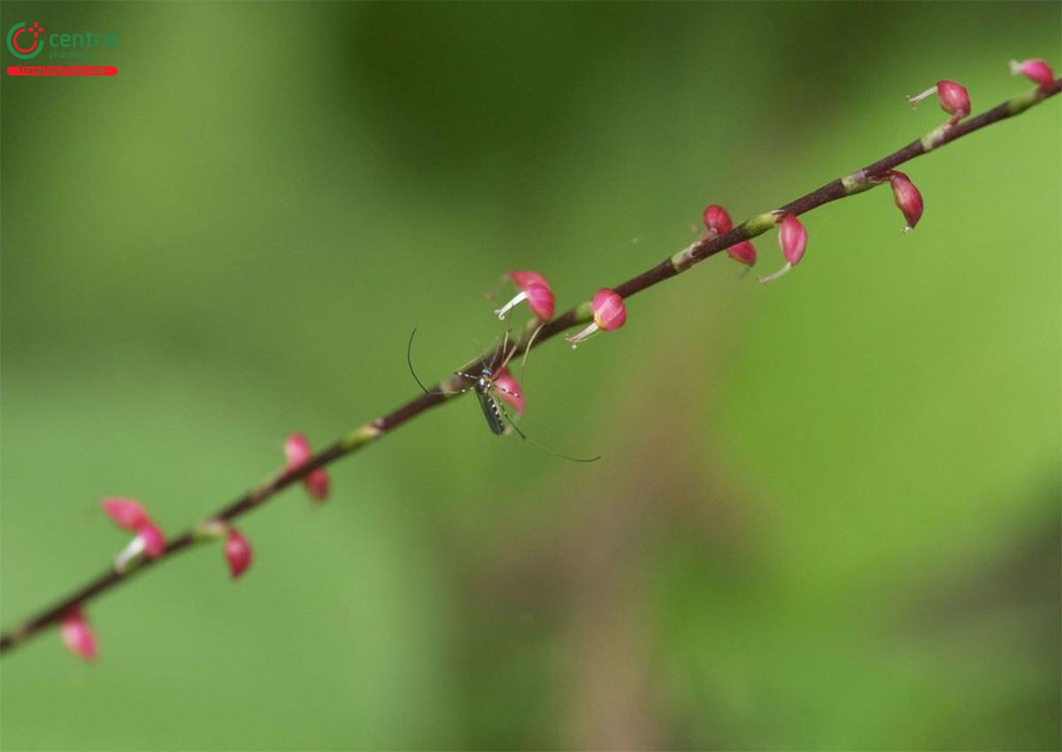 Công dụng theo Y học cổ truyền
