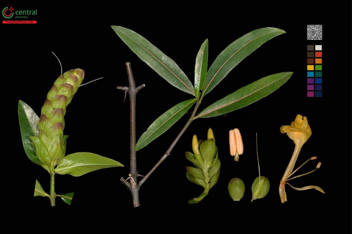 Hình ảnh cây kim vàng