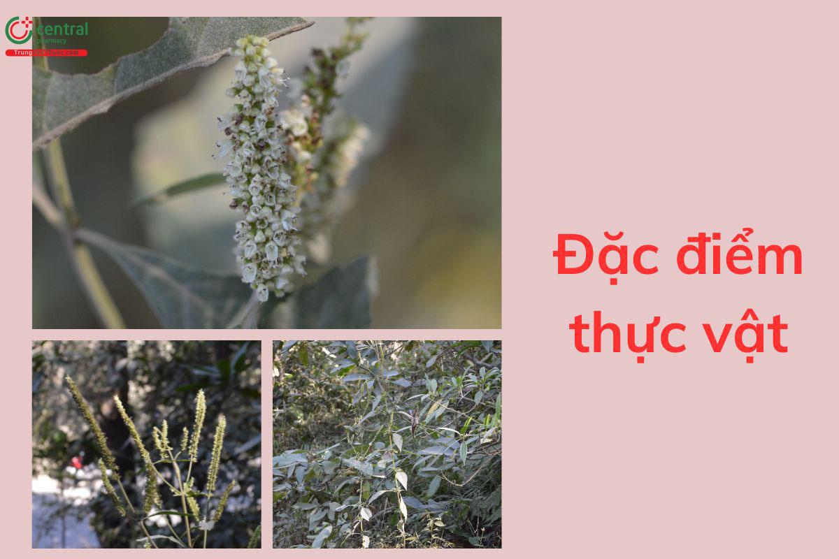 Đặc điểm thực vật