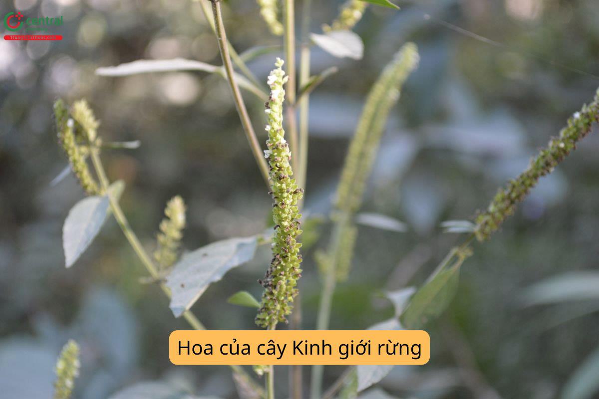 Hoa của cây Kinh giới núi