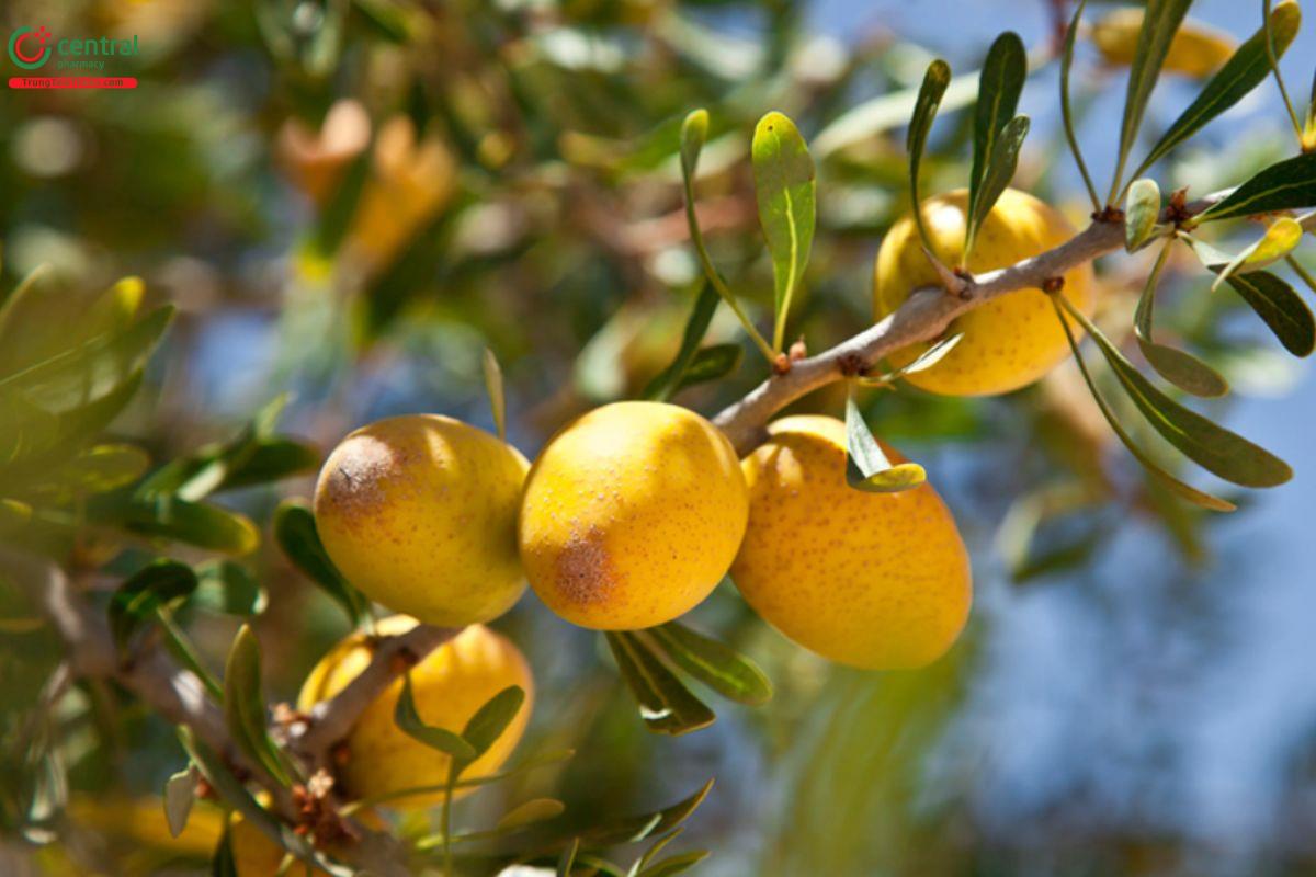 Argan - Nguyên liệu xuyên suốt trong các sản phẩm của thương hiệu Komi Japan