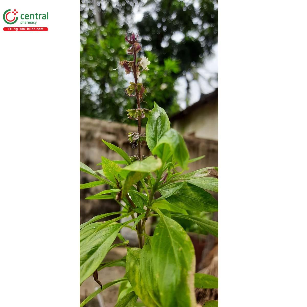 Lá É (Trà Tiên, É Trắng - Ocimum basilicum L. var. pilosum (Willd ...