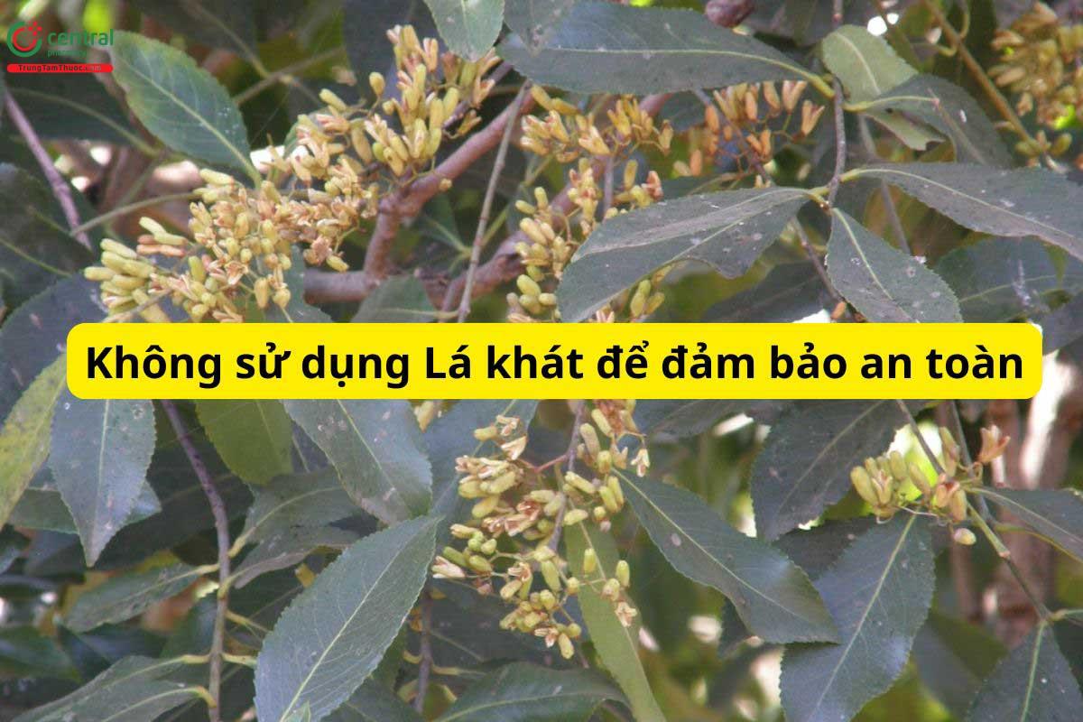 Không sử dụng Lá khát để đảm bảo an toàn