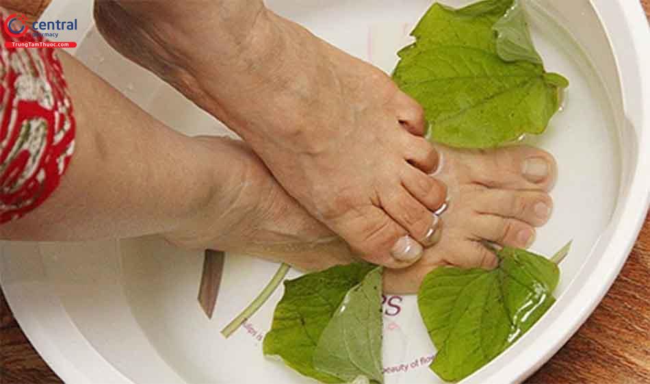 Ngâm chân với lá lốt có tác dụng trị đau nhức xương khớp