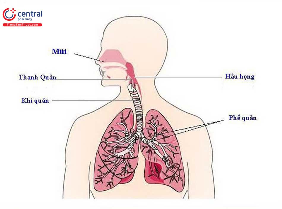 Hình ảnh lá phổi