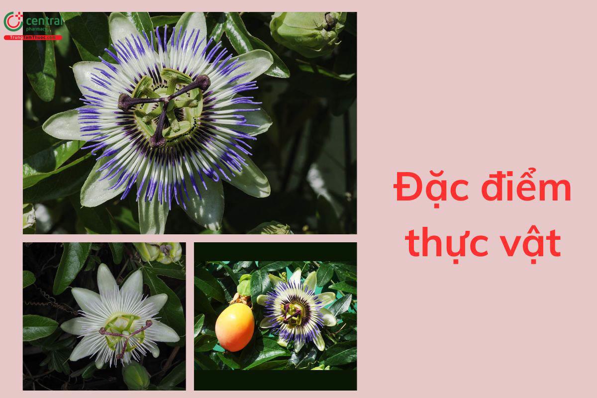 Đặc điểm thực vật