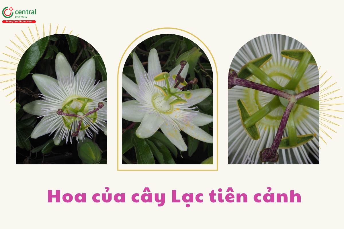 Đặc điểm phân bố