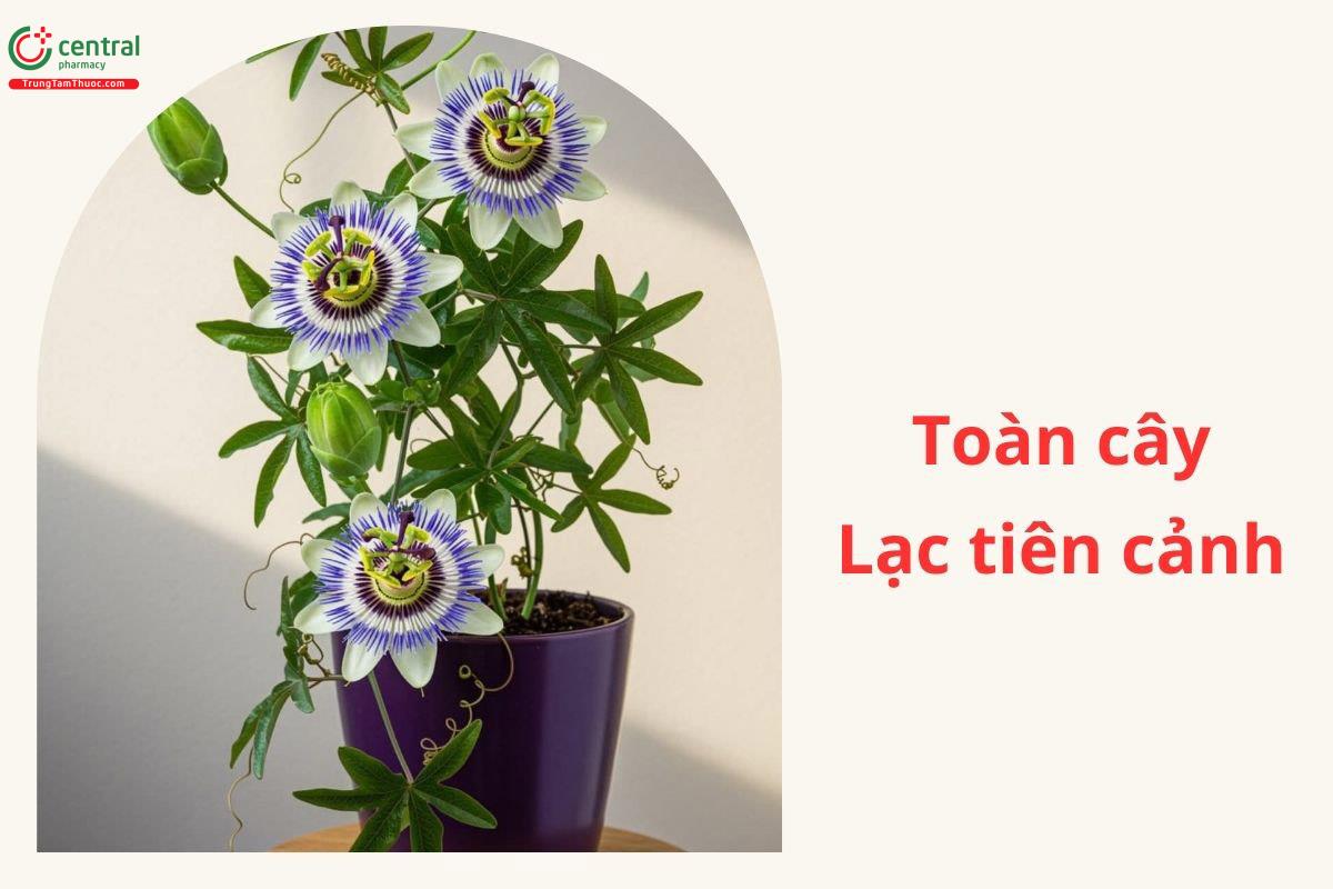 Công dụng theo Y học cổ truyền
