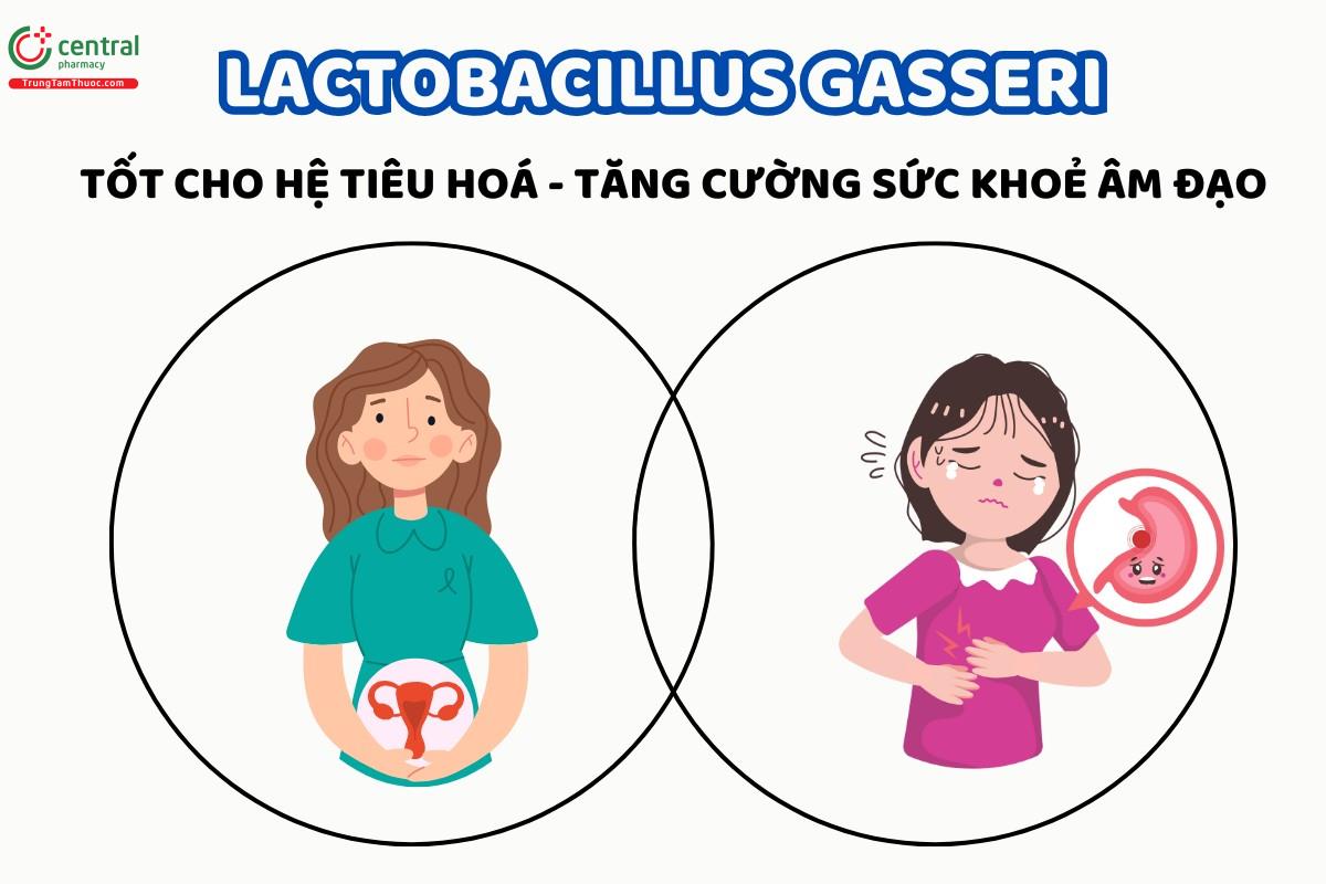 Lactobacillus gasseri - TỐT CHO HỆ TIÊU HOÁ - TĂNG CƯỜNG SỨC KHOẺ ÂM ĐẠO