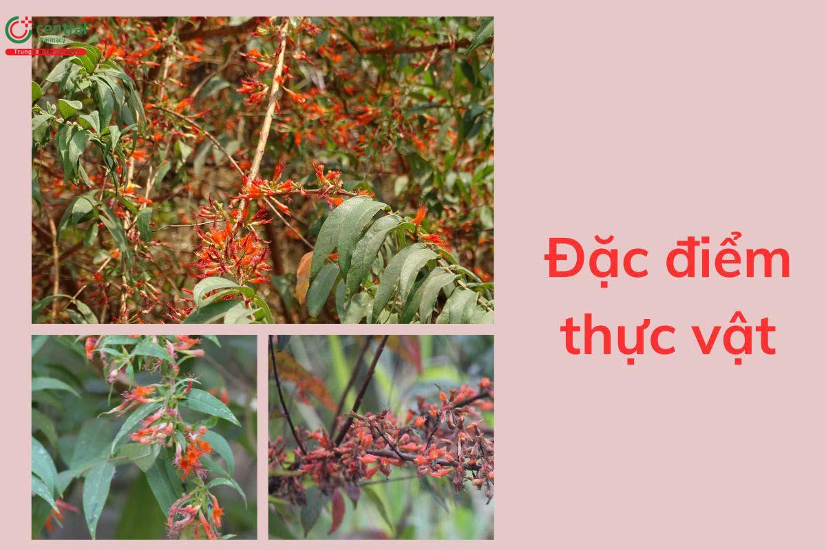 Đặc điểm thực vật