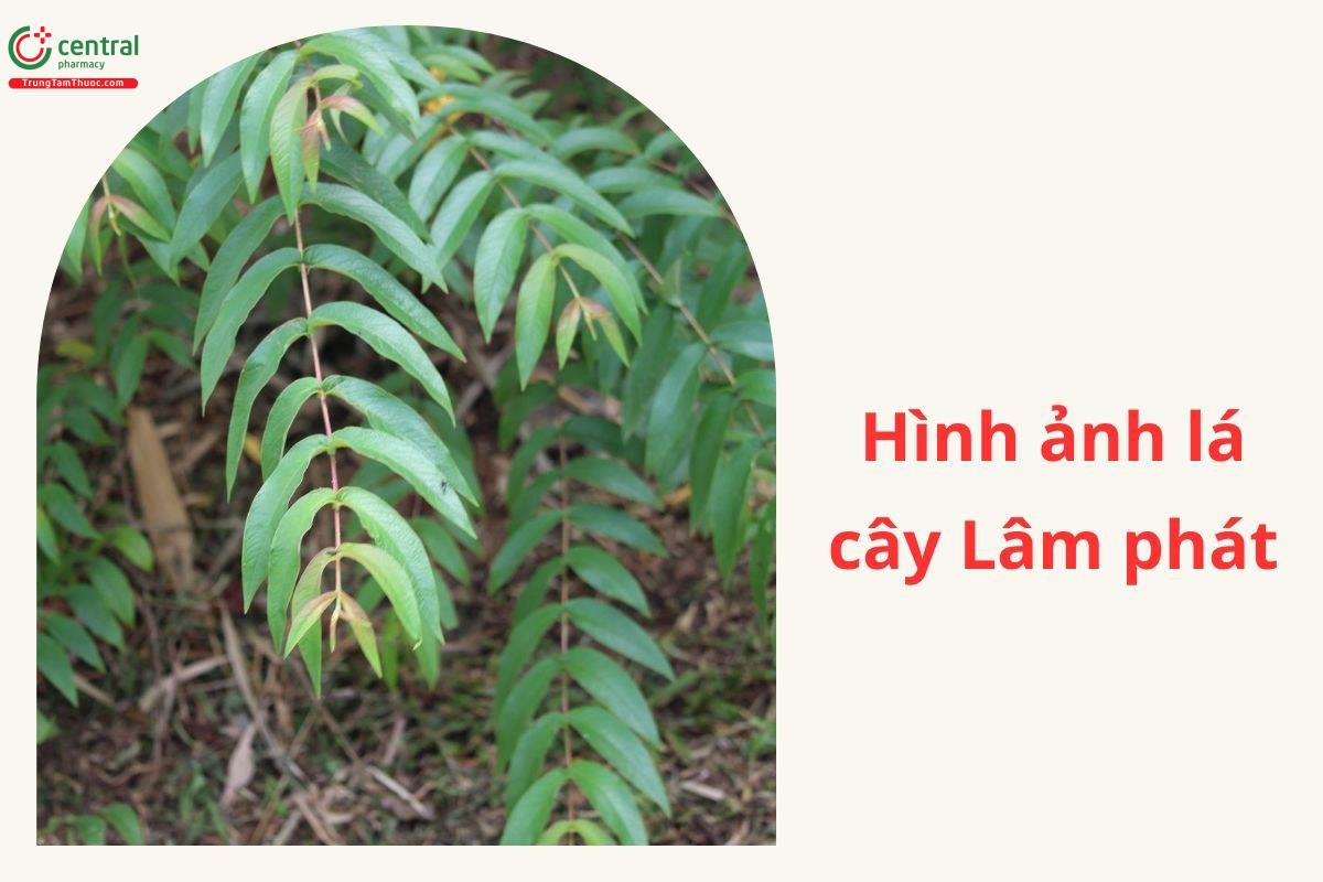 Thành phần hóa học