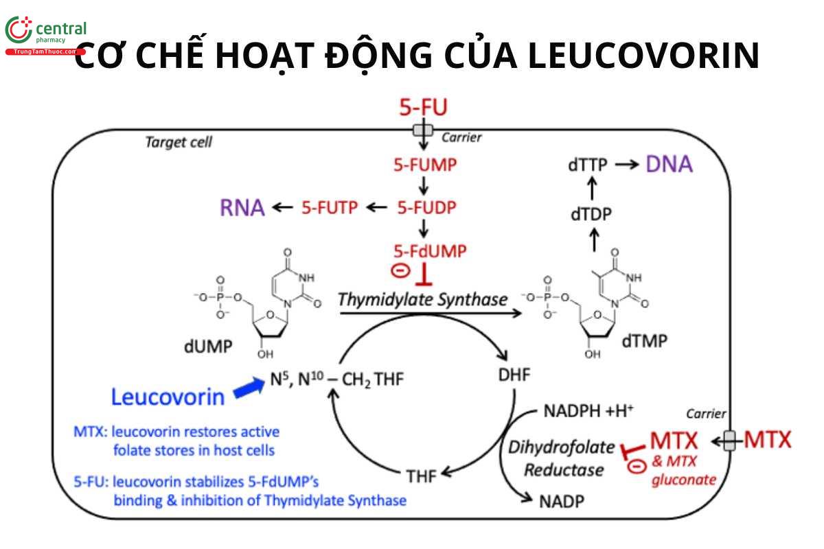 Cơ chế hoạt động Leucovorin