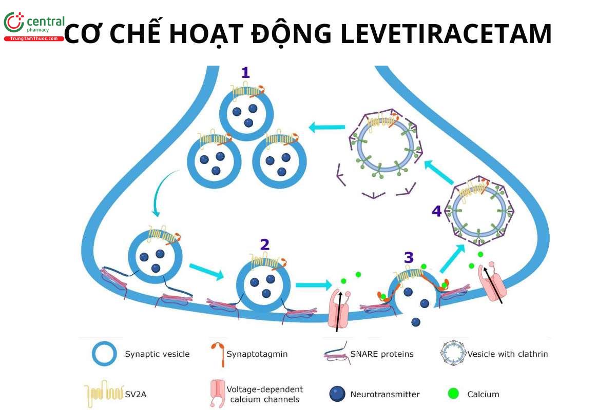 Cơ chế hoạt động của Levetiracetam