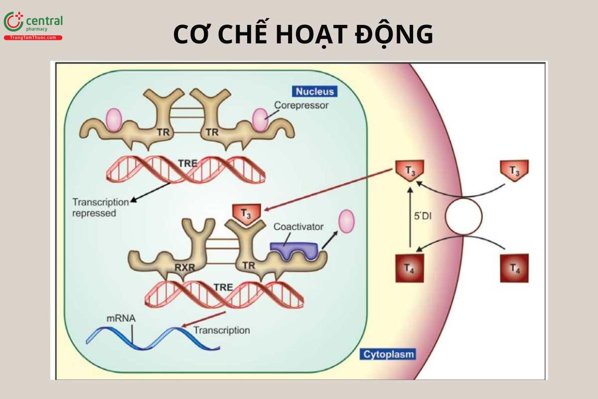 Cơ chế hoạt động của Levothyroxine