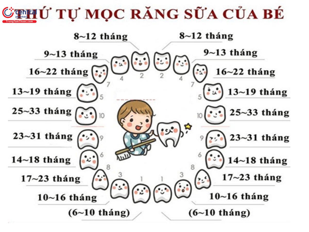 Thứ tự mọc răng sữa của bé