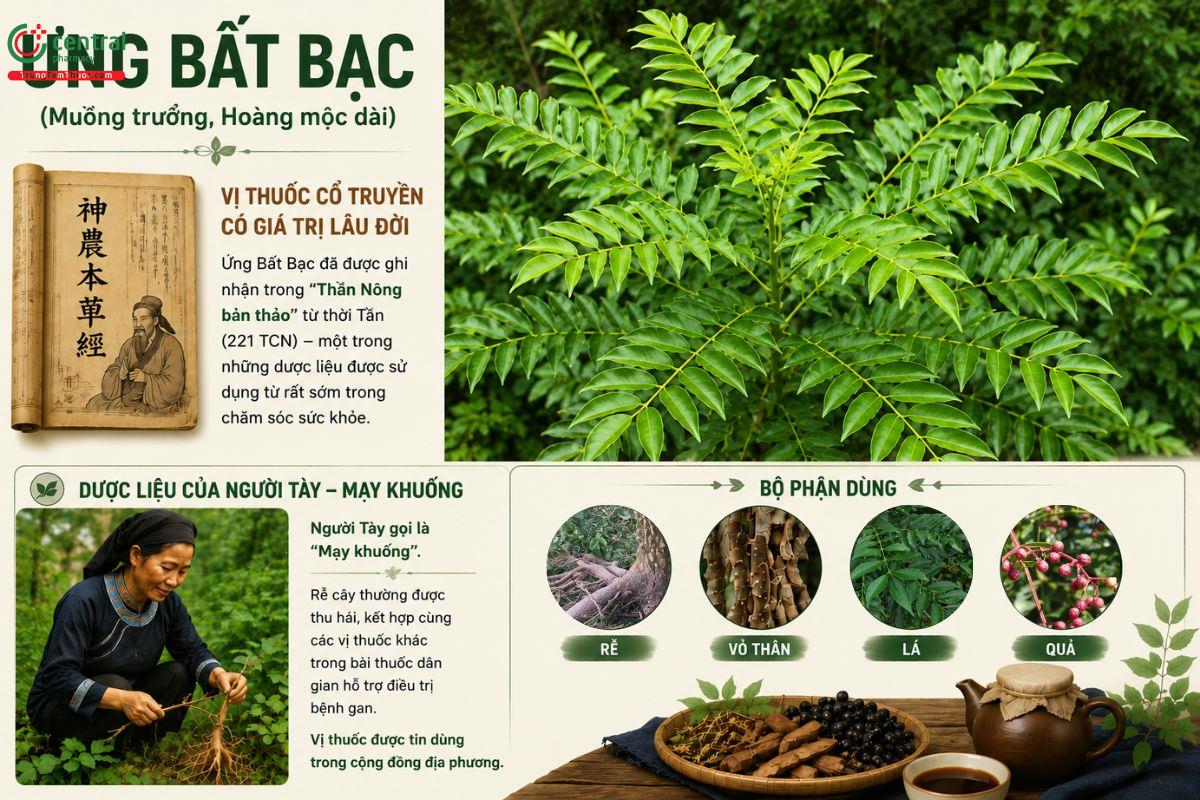 Lịch sử về cây Ưng Bất Bạc