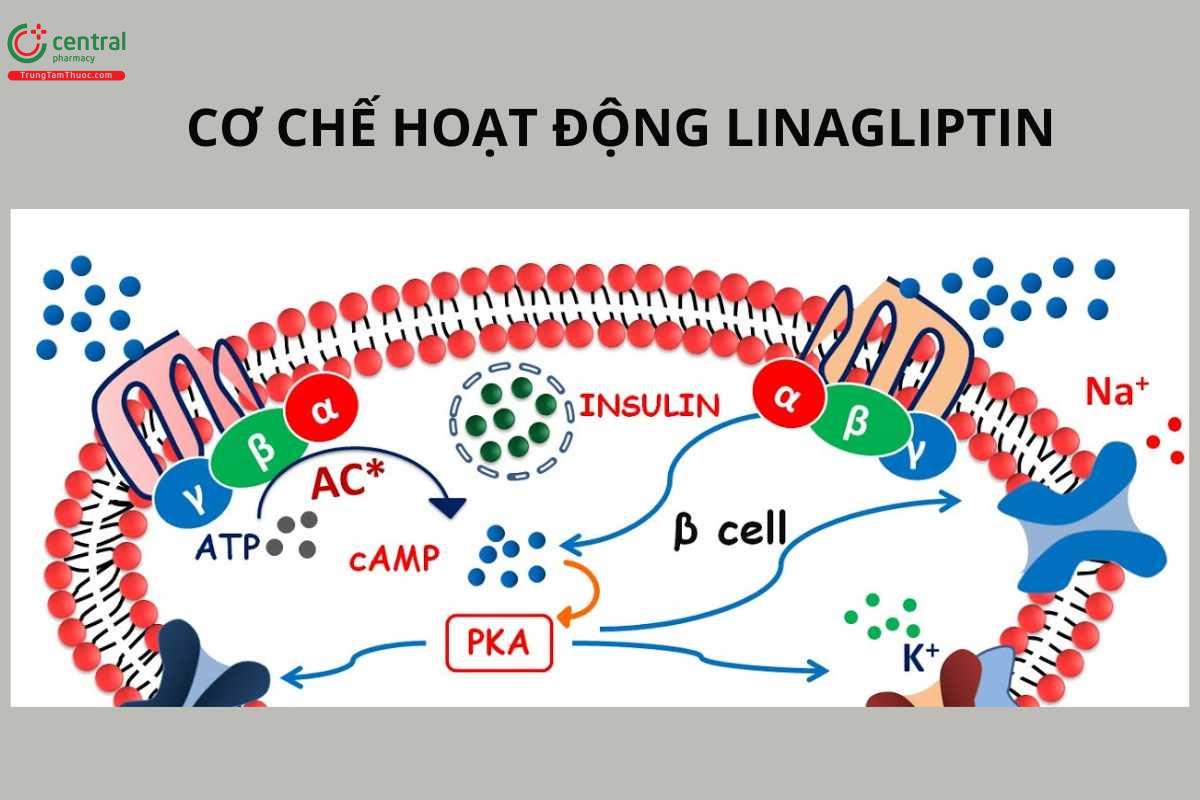 Cơ chế hoạt động của Linagliptin