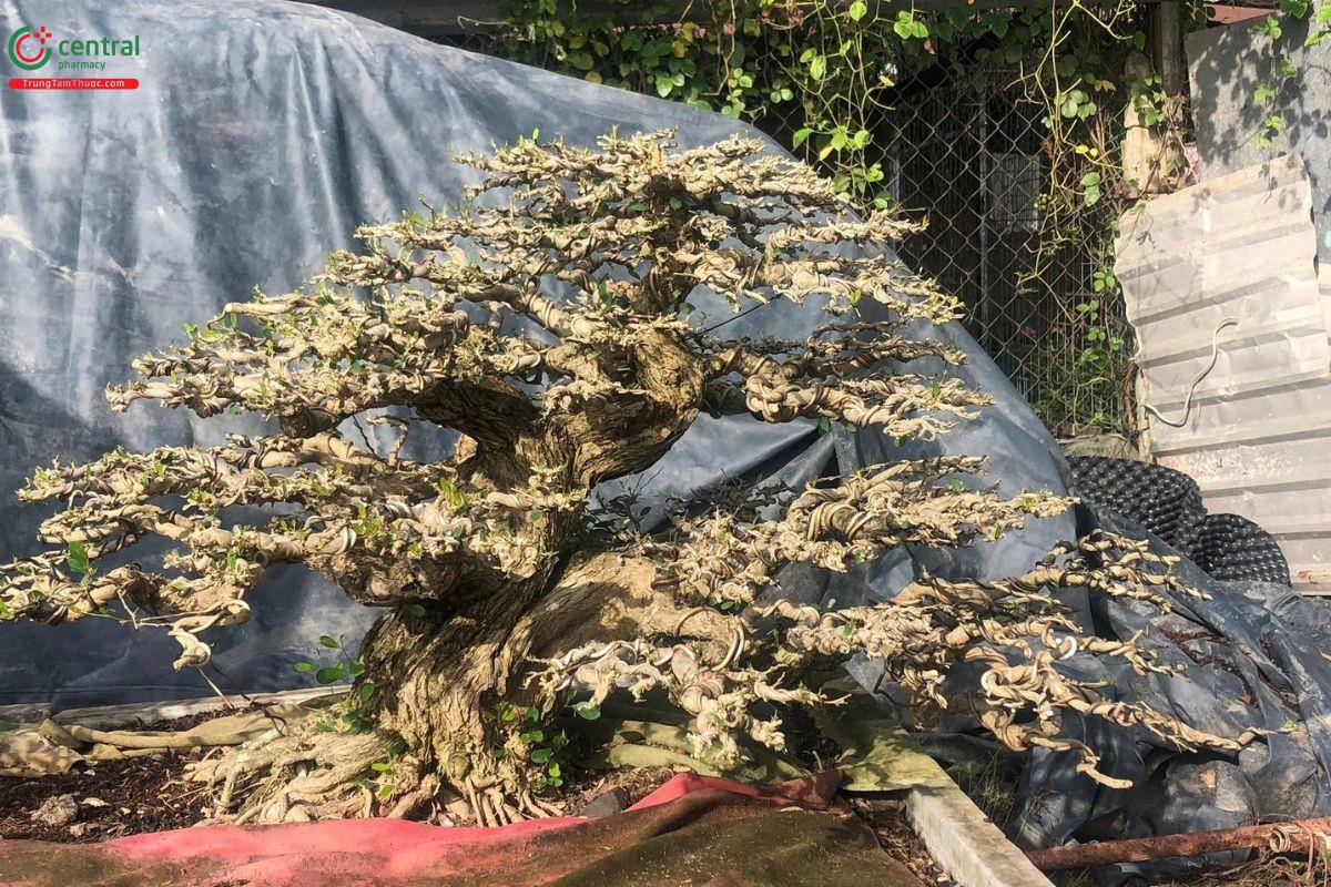 Cây linh sam song hinh bonsai